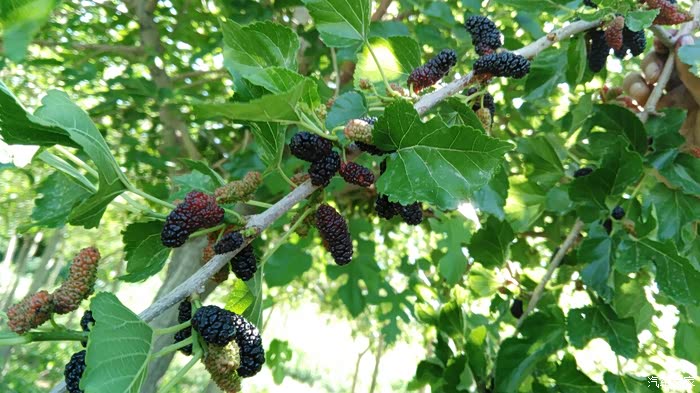 【图】桑子熟了_新疆论坛_汽车之家论坛