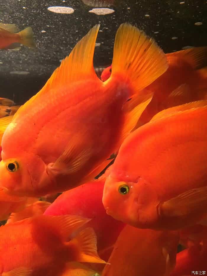 【图】春节温州苍南到福建福州海底世界来回6