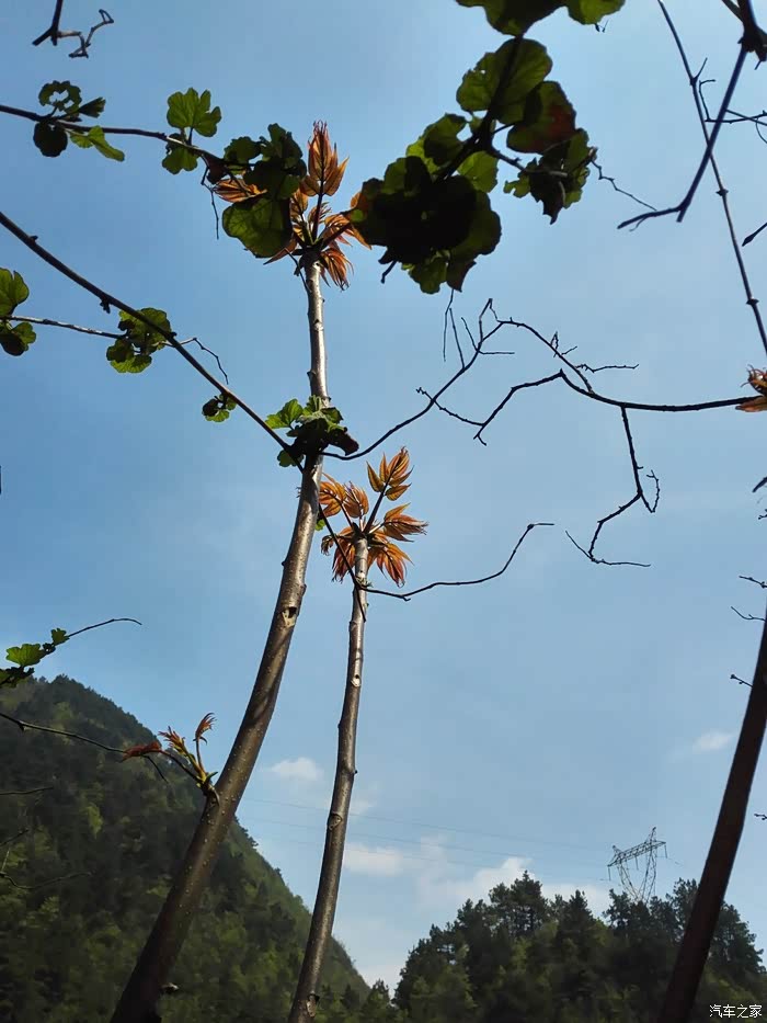 【图】清明 挂青 椿菜 凉拌 炒鸡蛋 ~