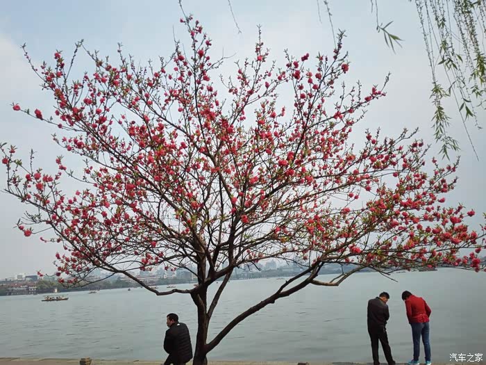 【图】吹面不寒杨柳风