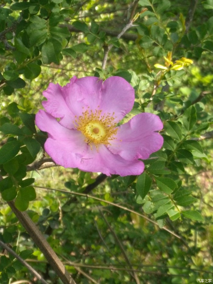 春暧花开回故乡简谱_大雁回故乡简谱