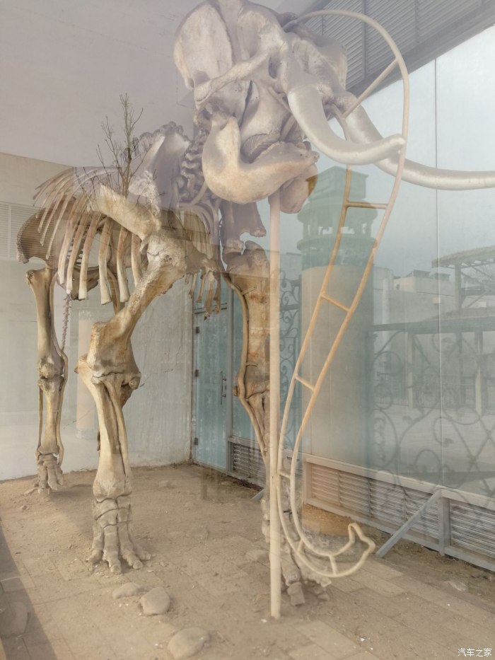 大象的骨架,高大