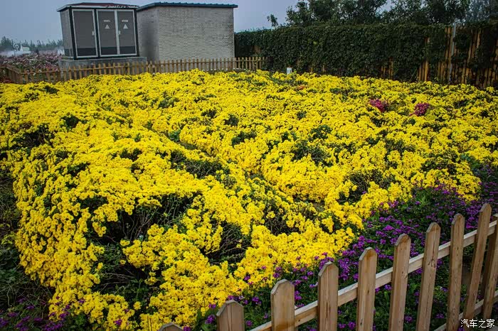 央视一套直播花海世界,景和农场一日游