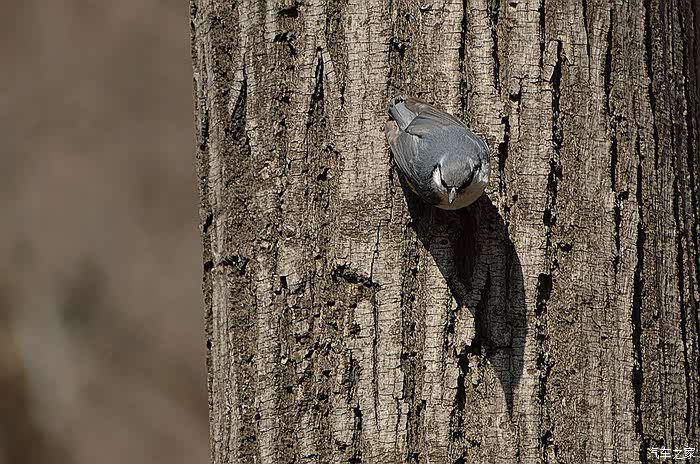 千山鸟飞绝万径人踪灭猜成语_千山鸟飞绝万径人踪灭(3)