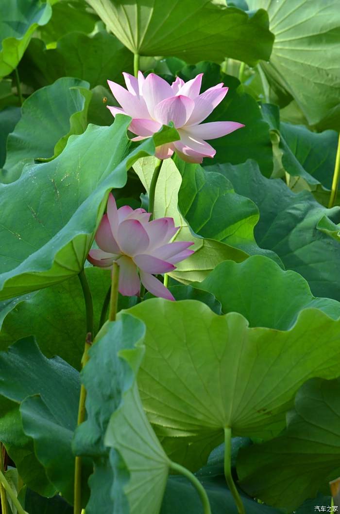 误入藕花深处 盛夏美景分享