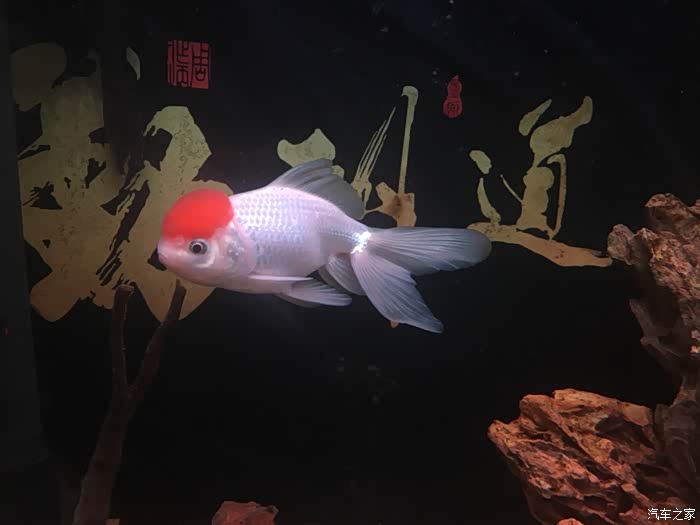 鱼儿水中游简谱_洪啸陶笛官网 陶笛伴奏下载 陶笛伴奏 七只小乌鸦(3)