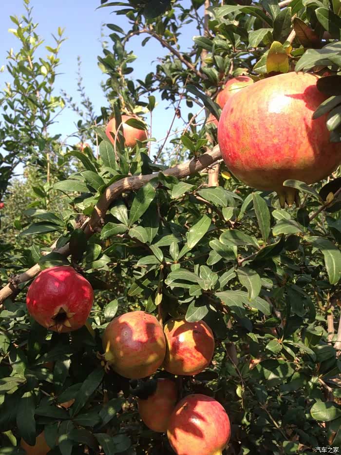 【图】荥阳河阴石榴基地之旅游观光采摘园_瑞
