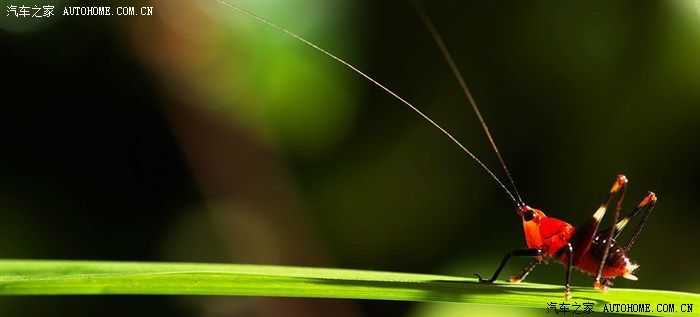 【图】「摄影穷三代，单反毁一生」?_世嘉论坛_汽车之家论坛