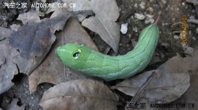 娃娃虫
