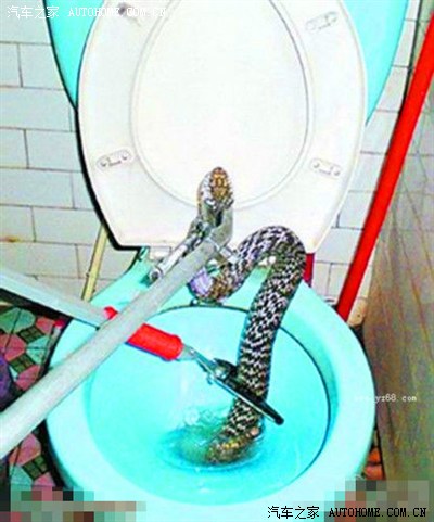 【图】如厕时马桶里窜出一条蛇