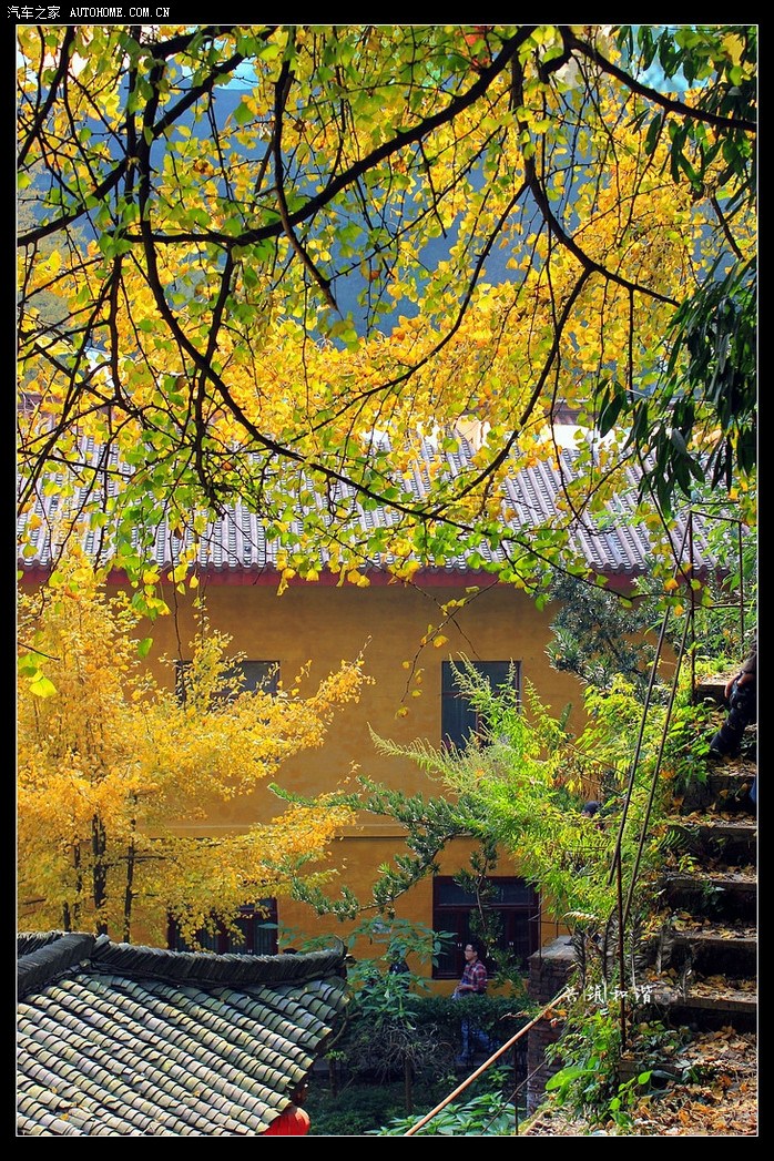 【秋到深山古刹白岩寺】免费赏银杏正当其时!