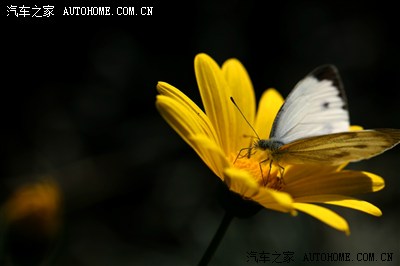 【厚蕴勤耕 菊花满园---2014上海菊花展】恭贺