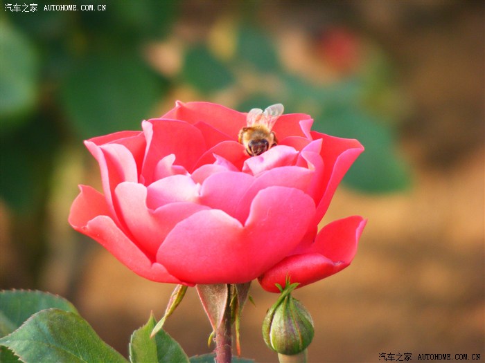 南阳市的市花!_河南论坛_汽车之家论坛