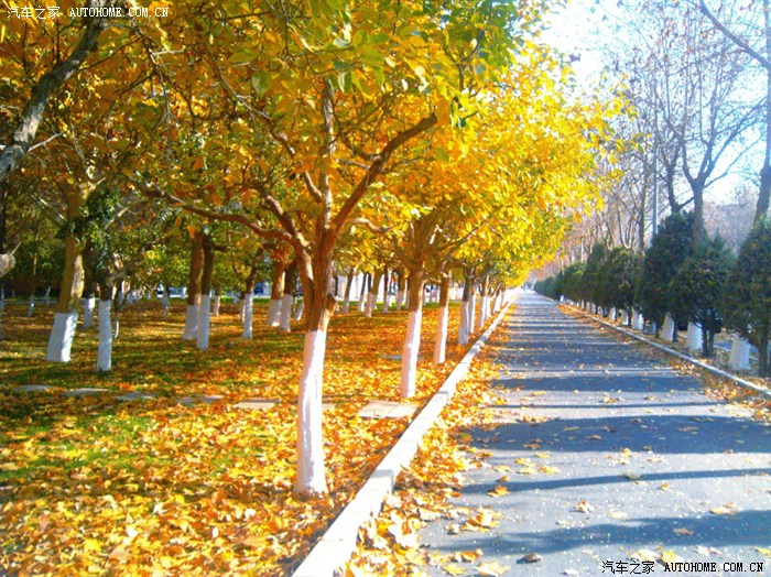 【图】今天出门,看到落叶下的新疆和三胖_标致
