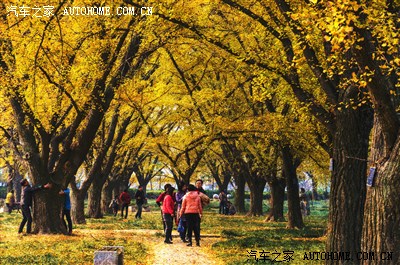 前来学习,古银杏森林公园采风.