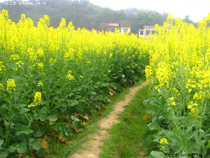 春天到了,菜花开了