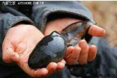 【图】巨型蝌蚪_上海论坛_汽车之家论坛