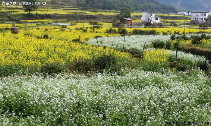 白色油菜花