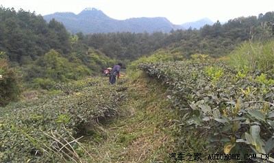 远离雾霾,感受乡下茶农原生态茶园的蓝天白云