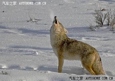 其实我的理由很简单,就是想去西藏看看真正野生的狼,刚好和他们的活动