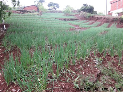 当地村民种植的红葱,这红葱只能在这红砂土里,才能正常的生长