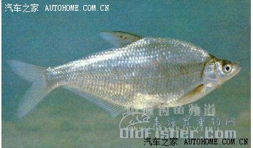 黑龙江名鱼:三花五罗十八子七十二杂鱼