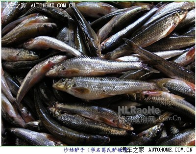 黑龙江名鱼:三花五罗十八子七十二杂鱼