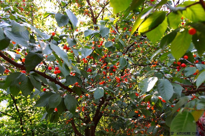 2013年清明节镇宁摘樱桃--吃到牙齿酸疼