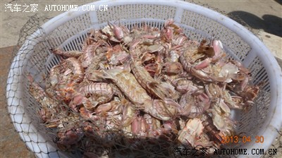 又又肥虾爬子