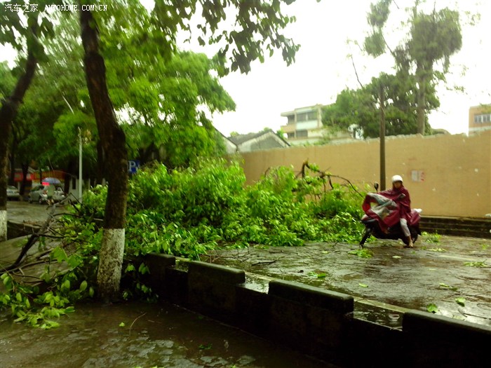 【图】狂风暴雨,树倒拦路,单行线,被逆行,被拍照