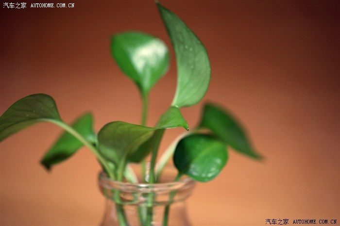 【图】【微距】生命的绿叶_摄影论坛_汽车之