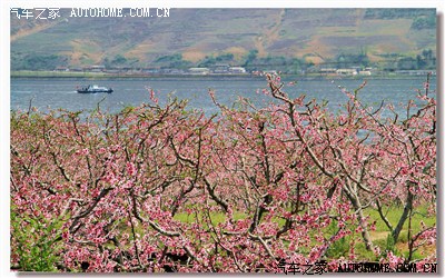 辽宁丹东河口桃花节