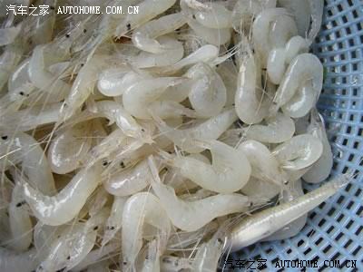 长江野生小白虾!