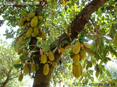 朋友们若来云南,我请你们吃热带水果皇后——菠萝蜜.