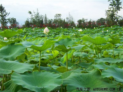 《春兰,夏荷,秋菊,冬梅》之夏荷--桂荷月畔