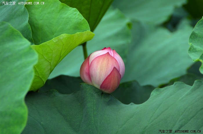 《春兰,夏荷,秋菊,冬梅》之夏荷-桂湖森林广场