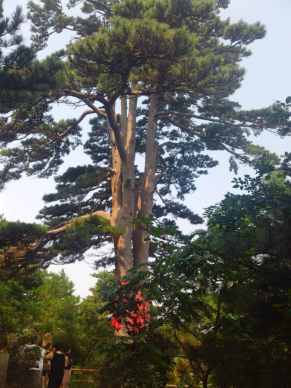 。再过几个月。。。。。。。。。。外边的有钱人景林间，真的阴凉松树王