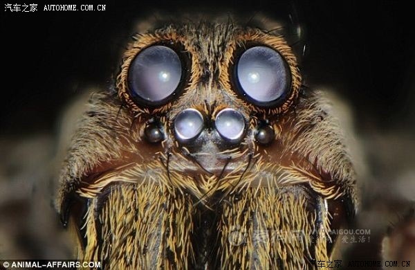 【图】前脸像蜘蛛一样,看着慎得慌,设计师是干