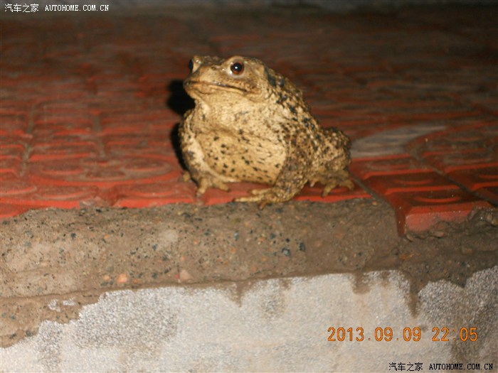 【图】看到活的金蟾了 好<em>大个</em> 有<em>照片</em> 看看交好