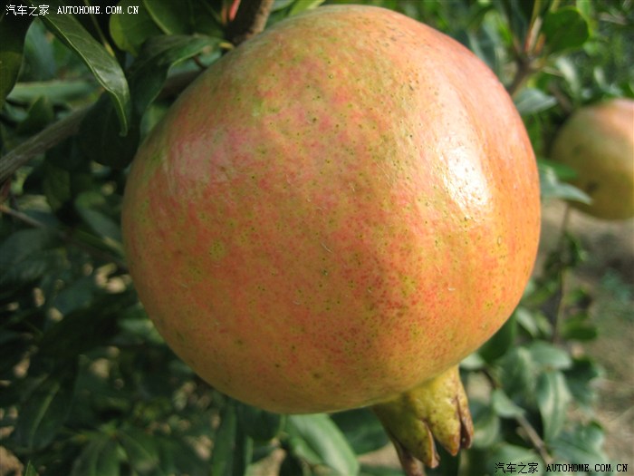 【图】荥阳河阴石榴基地、飞龙顶一日游
