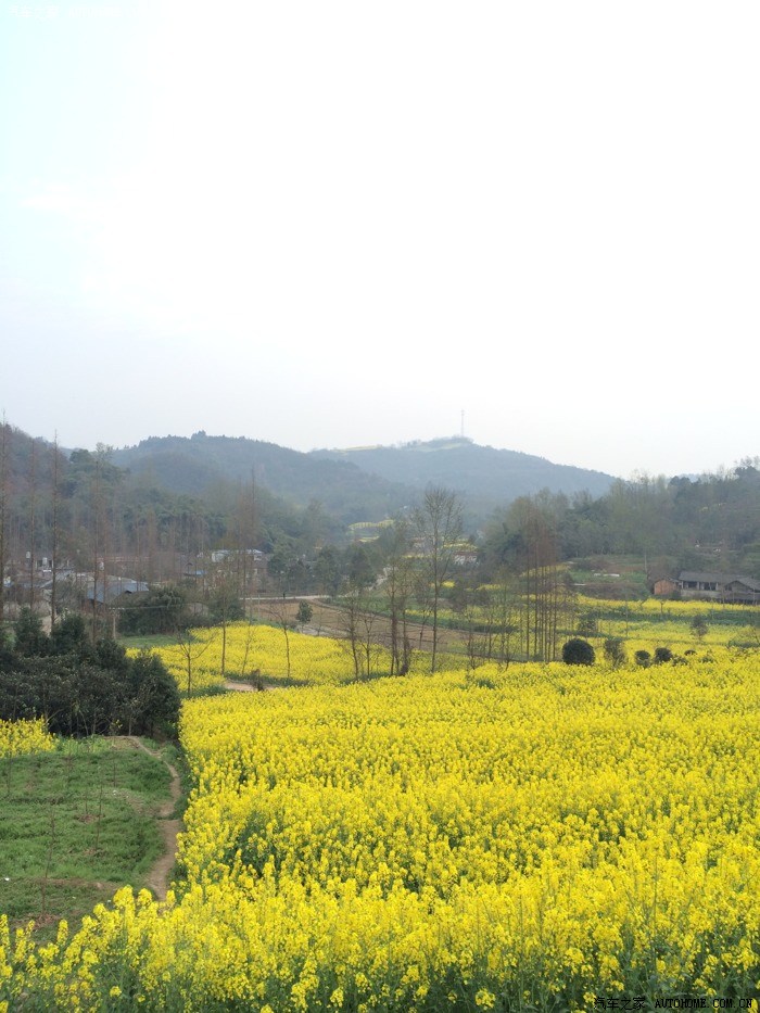 美丽乡村路---游成都崇州市重庆路油菜花田