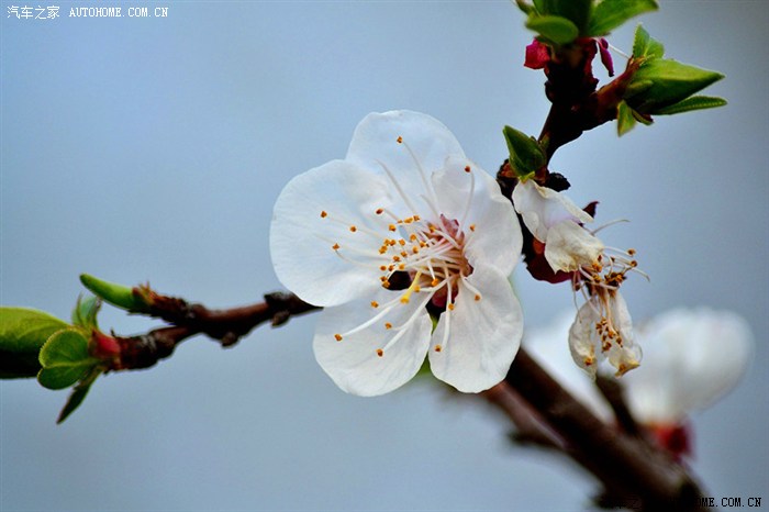【图】(川军团夜月)春暖花开,带着全家赏花去咯