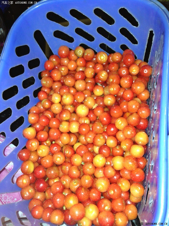 【图】昆明现在可以摘樱桃了吗?