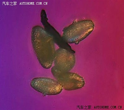 看看雾霾是个啥模样!_雪铁龙C5论坛