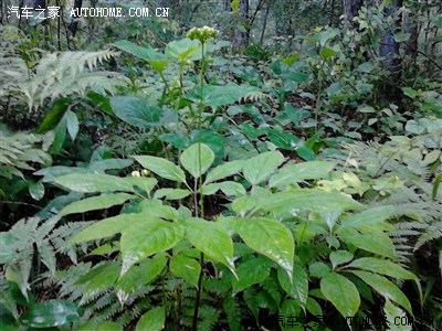 老车20多的年纪了三菱皮卡。后边是我家的参