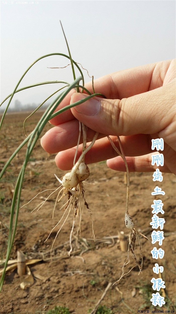 冬日水中冰美食-小根蒜 乡下生活一天