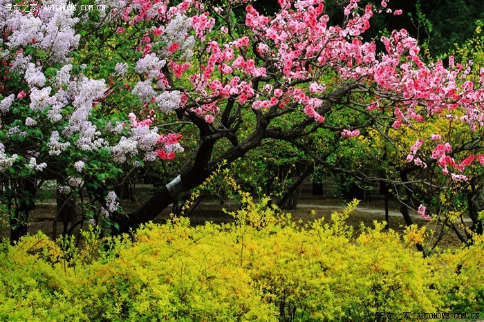 春色满园 百花争艳 醉美北京植物园 赏花正当时 与您分享