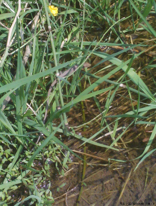 比亚迪直播发布会链接