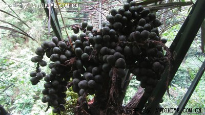 【徒步绿水河】热带雨林--红河州个旧蛮耗绿水河景区!