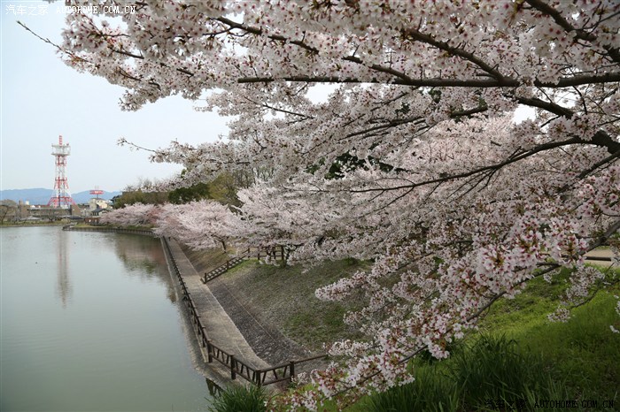 【图】正是樱花烂漫时 - 日本游记